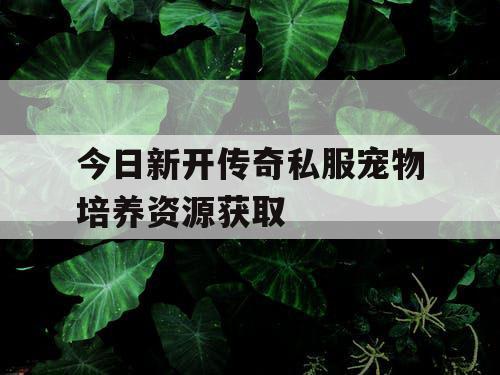 今日新开传奇私服宠物培养资源获取