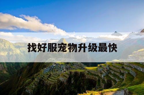 找好服宠物升级最快
