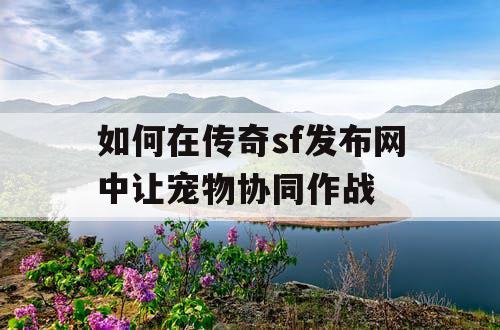 如何在传奇sf发布网中让宠物协同作战